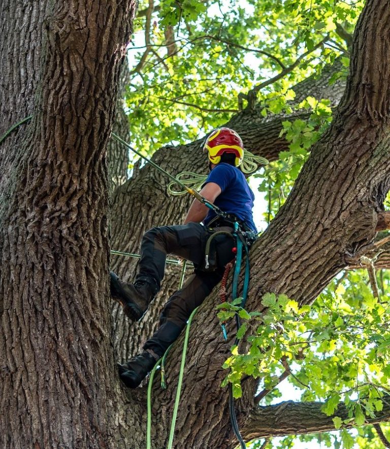Baumpflege Handorf Ein Baumkletterer sichert sich in einem großen Baum mit Seil und Geschirr.