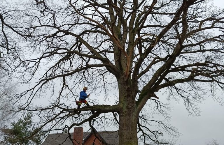 Kroneneinkürzung Baumkletterer befindet sich in einer großen Eichenkrone