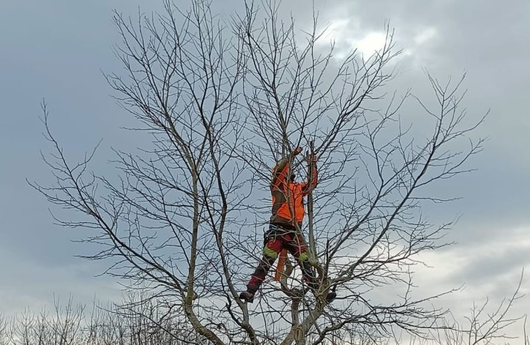 Obstbaumschnitt Gärtner schneidet einen kleinen Baum.