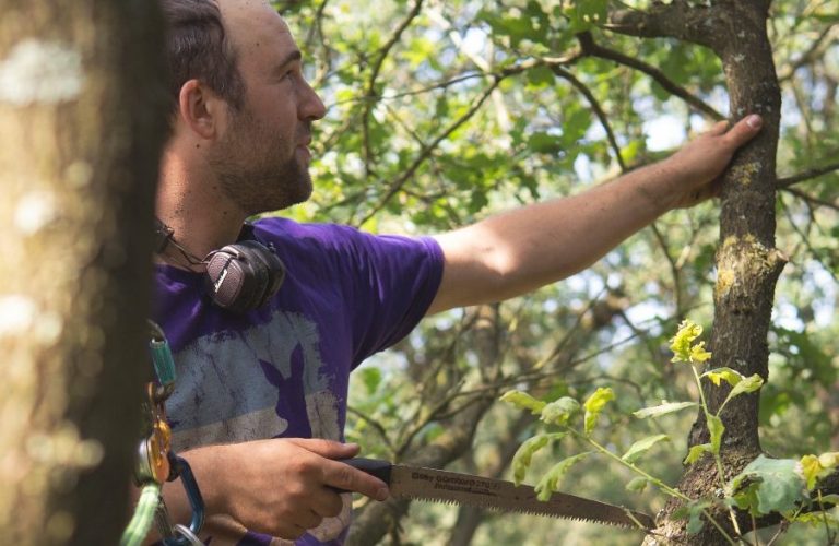 Baumpflege Baumpfleger schneidet einen Ast in einem Baum mit einer Handsäge.