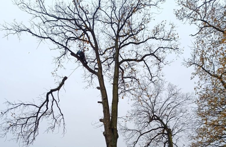 Baumfällung Baumpfleger fällt einen großen Baum und seilt einen Ast ab.