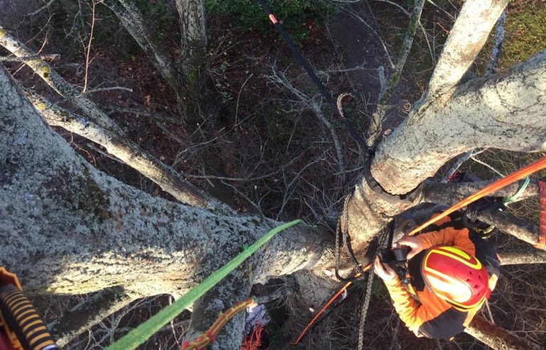 Kronensicherung Ein Baumkletterer sichert die Baumkrone mit Gurten.
